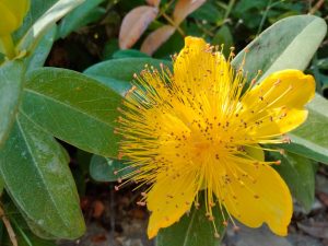 fiore giallo dbp