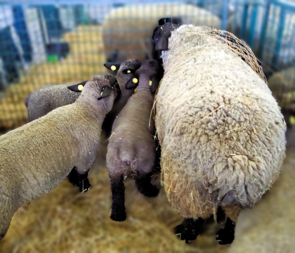mamma pecora con i suoi agnellini a rappresentare il desiderio di diventare mamma